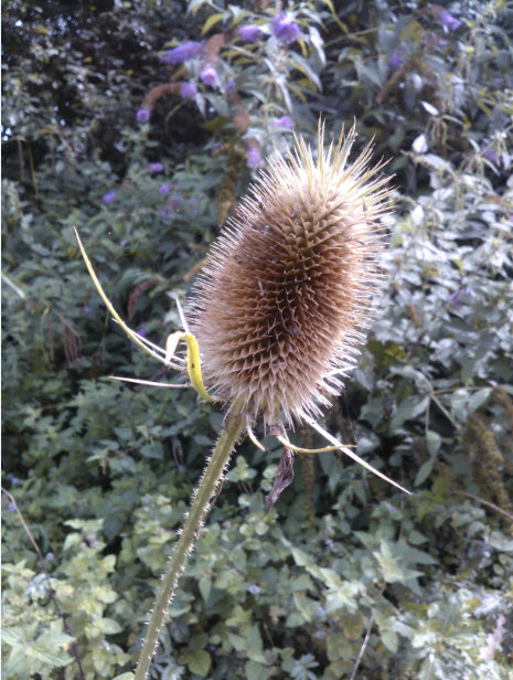 Teasels remind me of my childhood.  I think because I had a hedgehog made from one...